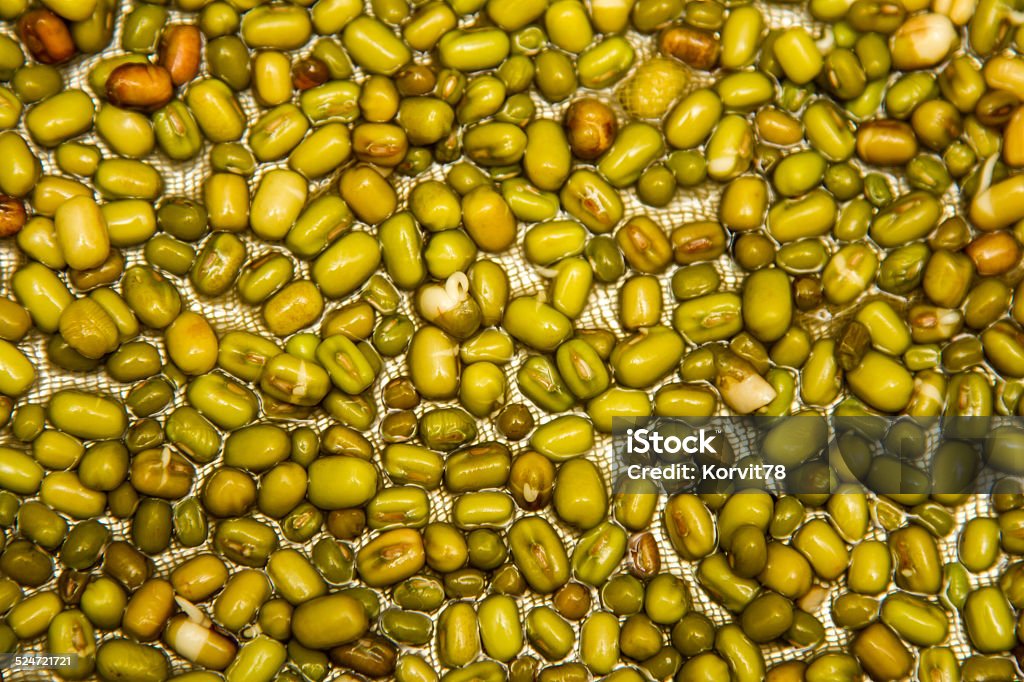 sprouting mung sprouting mung on gauze at home on a tray Lentil Stock Photo