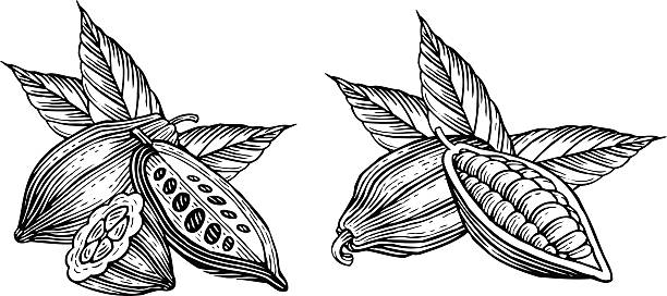 cocoa beans engraved illustration of leaves and fruits of cocoa beans cocoa bean stock illustrations