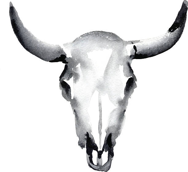cow skull watercolor cow skull, vector illustration  animal skull cow bull horned stock illustrations