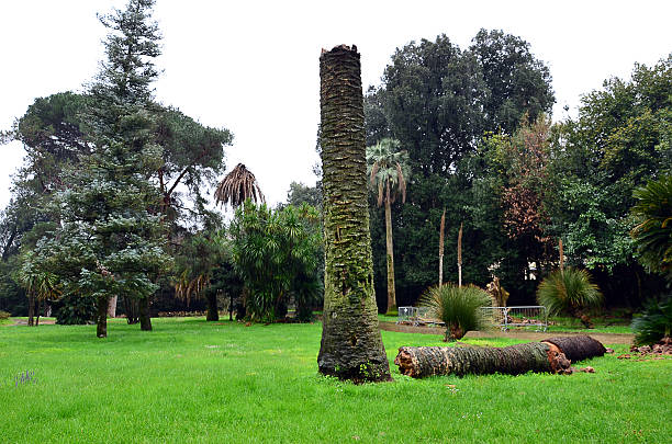 istock city tropical park after the storm with broken palm 524722530
