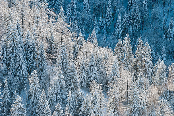 istock Winter Landscape with Snow and Trees 524722993