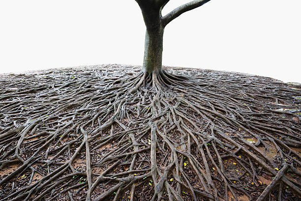 banyan tree root - radice intrecciata foto e immagini stock