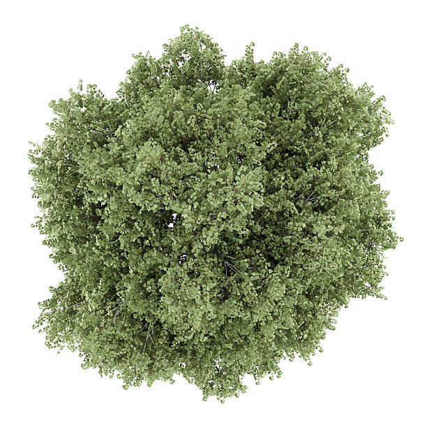 istock top view of silver birch tree isolated on white background 524724769