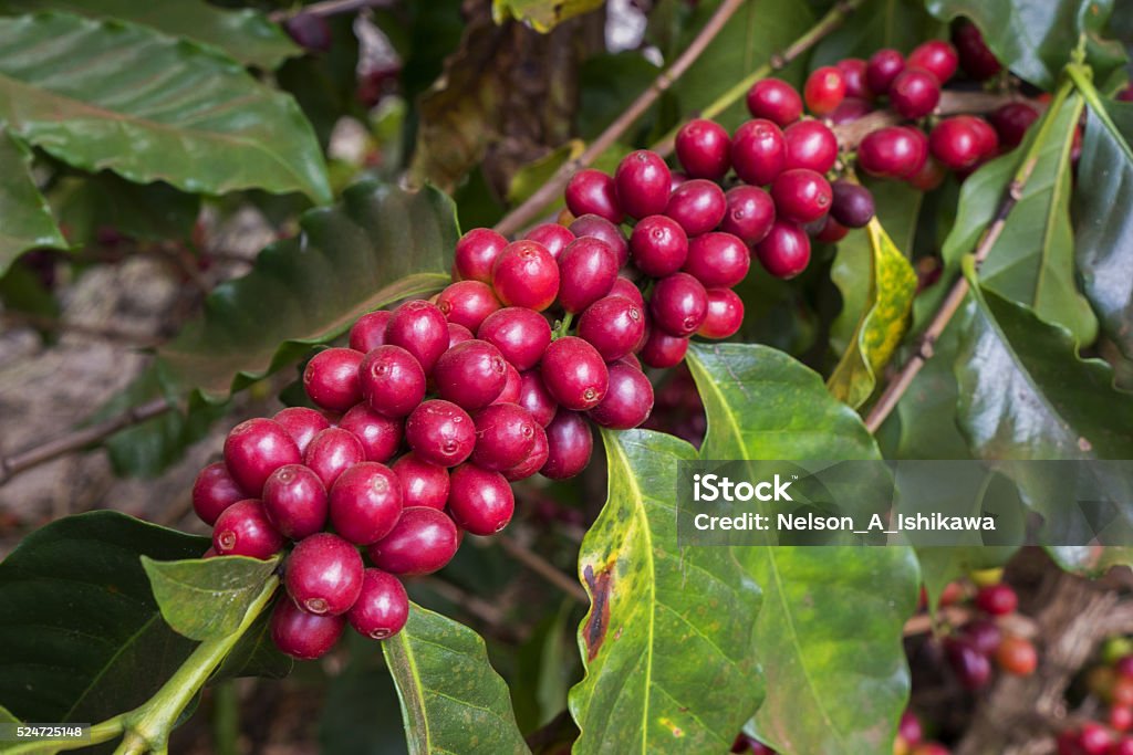 Cerejas de café - Foto de stock de Agricultura royalty-free