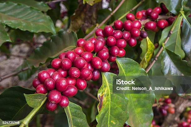 Foto de Cerejas De Café e mais fotos de stock de Agricultura - Agricultura, Amarelo, América do Sul