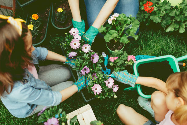 istock Mother And Daughters Planting Flowers Together. 524725214