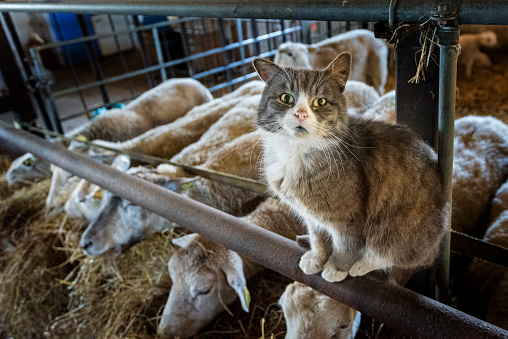 Protective young farm cat striking a pose for the camera whilst he guards a group of sheep in his barn. Photographed on a small farm on the island of Møn in Denmark. Colour horizontal format looking down at he cat who is sat on the narrow bar that is part of the animal  pen whilst the sheep eat away on some hay in the background.