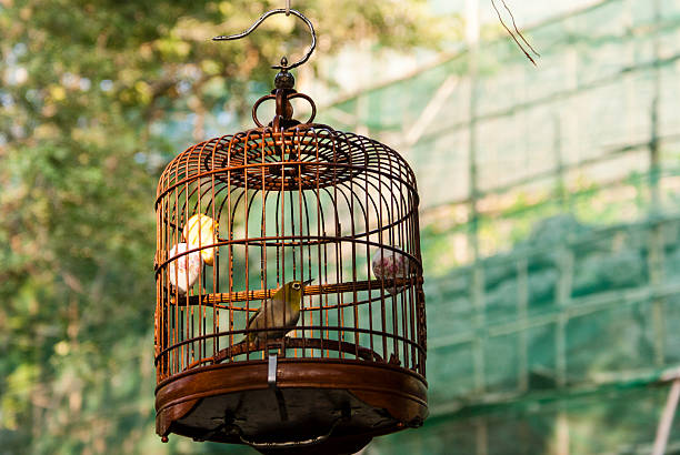 Green singing bird in a cage in a city park in Macao, China - Asia