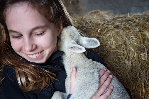 Cute picture of a young girl 11 years old holding a 4 day old lamb tightly to her who is nuzzling into the neck of the girl. The lamb had been abandoned by its mother and was perhaps looking for some motherly love. Photographed at a small farm on the island of Møn in Denmark. Colour, horizontal format with some copy space. The girl is wearing a dark jacket and she has long brown hair.