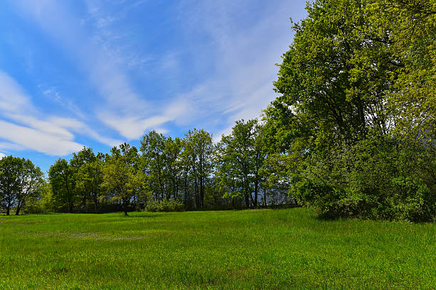 istock green meadow with trees and mountains 524727682