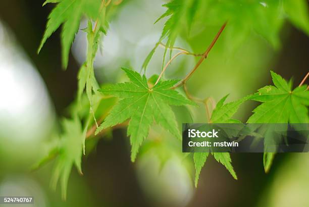 Blue Mingji Stock Photo - Download Image Now - Autumn, Autumn Leaf Color, Blue
