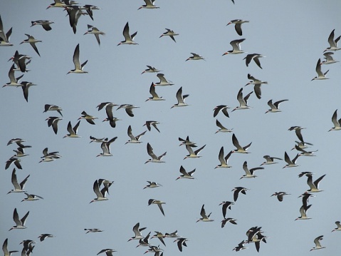 A flock of Black Skimmers during migration in Florida.\t