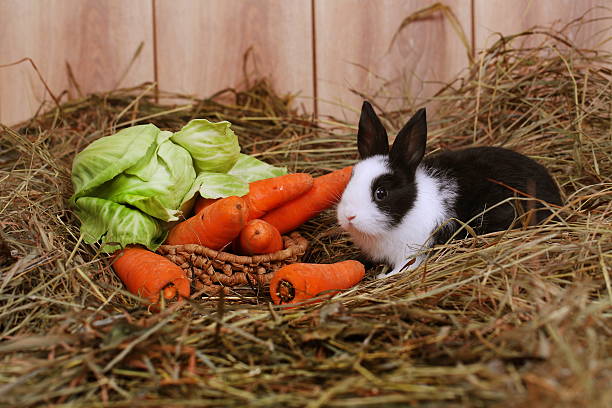 istock rabbit sits near to  carrots and cabbage 524742221