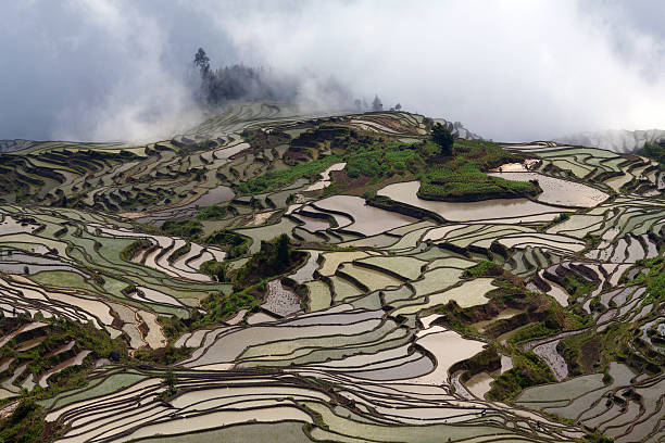 istock Terraced rice fields in water season in Yunnan, China 524742731