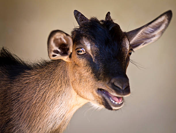 istock Portrait of goat 524743949