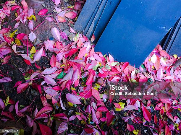 Leaves Slate Stock Photo - Download Image Now - Autumn, Horizontal, Leaf