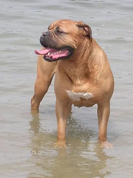Bordeauxdog with black mask standing in the water