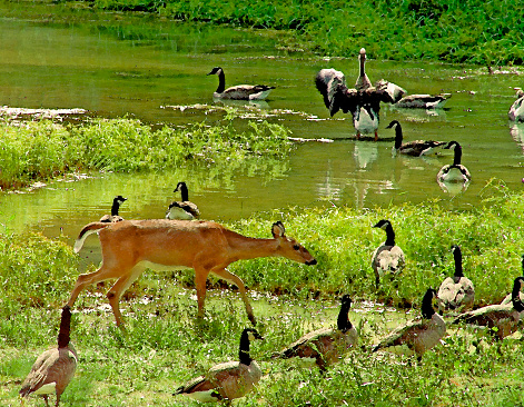 This is a pond in Morgan County Alabama USA that is frequented by whitetail deer and Canada geese. 