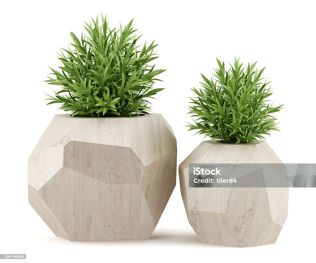 two houseplants in wooden pots isolated on white background Potted Plant Stock Photo