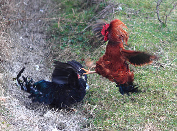 istock fight of cocks in Abkhazia 524771833