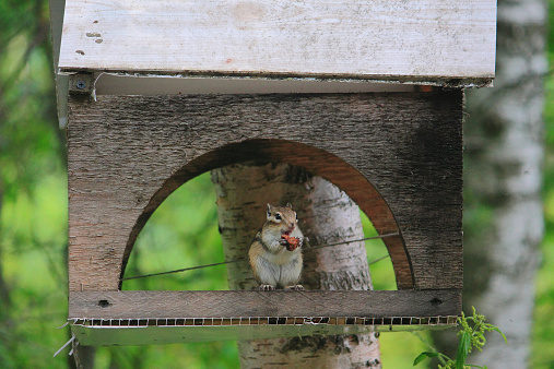 Eurasian red squirrel in forest reserve Krasnoyarsk pillars, Russia