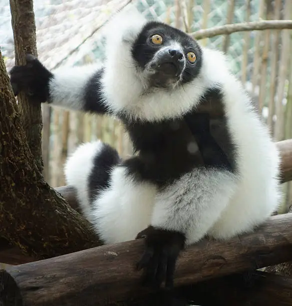 Photo of ruffed lemur