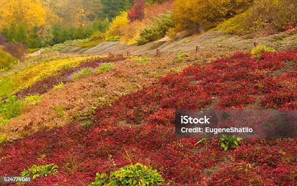 Multi Colored Garden In Autumn Stock Photo - Download Image Now - Autumn, Beauty In Nature, Colors