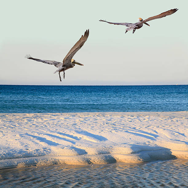 istock Brown Pelicans Take-Off From White Sand Beach as Sun Rises 524774519