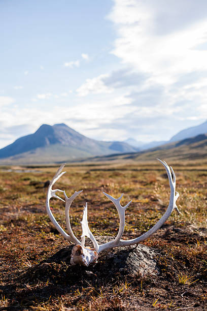 istock Reindeer antler in front of mountain 524774707