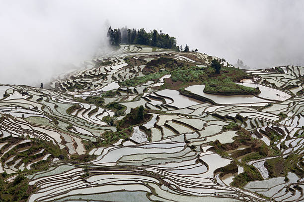 campo com terraço de arroz em yuanyang, província de yunnan, china - hani imagens e fotografias de stock