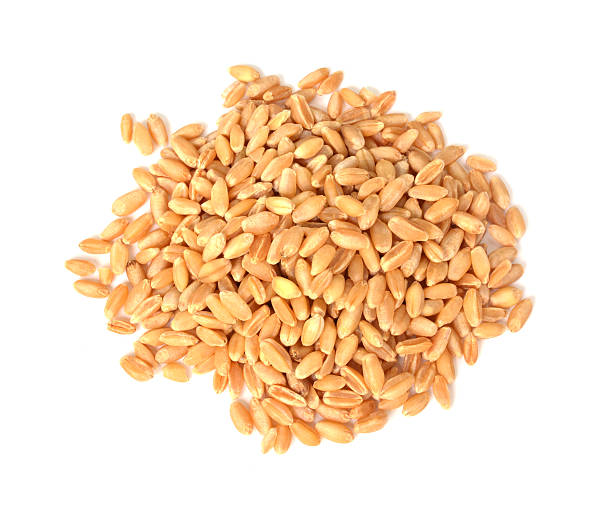 istock pile of pearl barley isolated on white 524776317