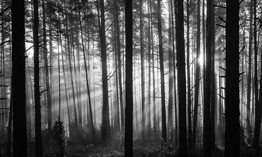 Sunrise in forest in black and white