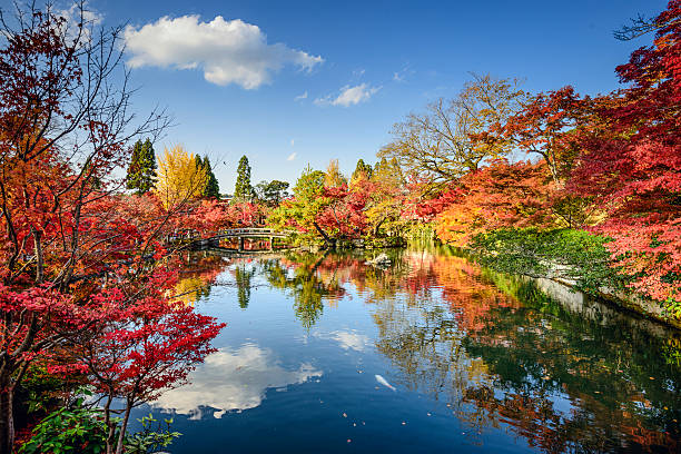 fall foliage in kyoto, japan - 京都府 個照片及圖片檔