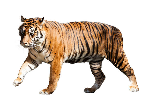 istock walking adult tiger 524777829