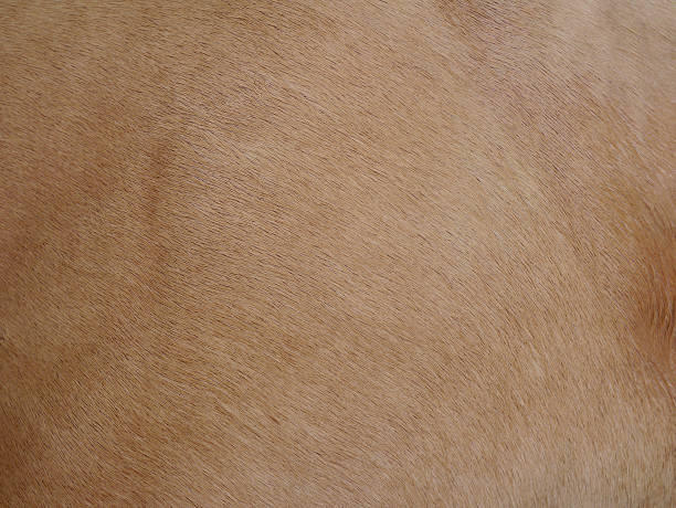 istock Art of horsehair 524777977