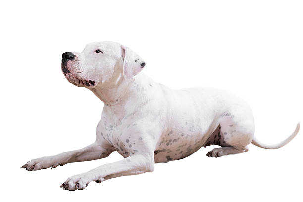 Argentina Doge Lying dogo Argentino. Isolated over white dogo argentino stock pictures, royalty-free photos & images