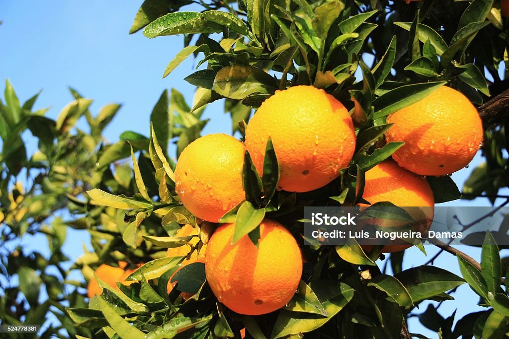 oranges oranges in tree Valencia Orange Stock Photo