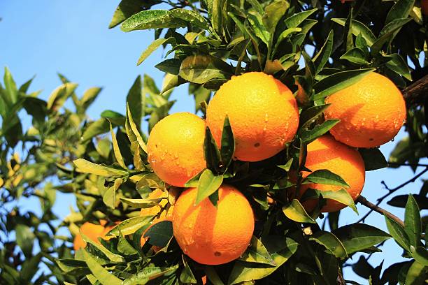 oranges oranges in tree valencia orange stock pictures, royalty-free photos & images