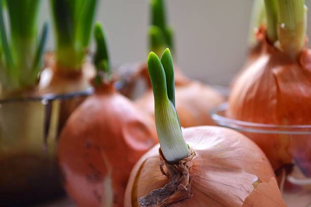 istock Onion with fresh green sprout 524817627