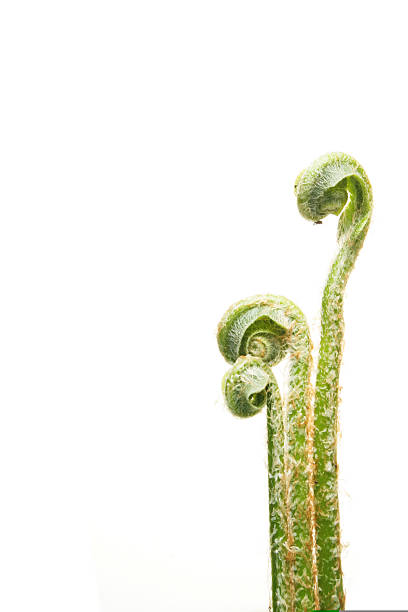 fern fronds - fern spiral frond green imagens e fotografias de stock