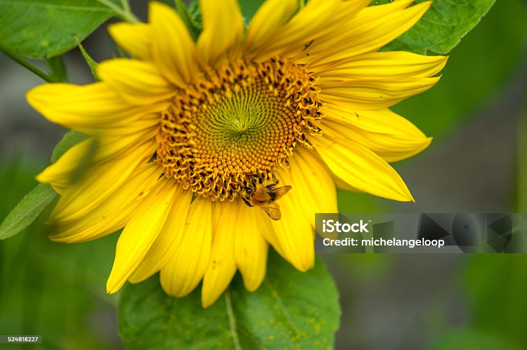sunflower Abundance Stock Photo