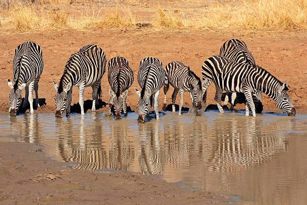 zèbre des plaines de l'eau potable - pilanesberg national park photos photos et images de collection