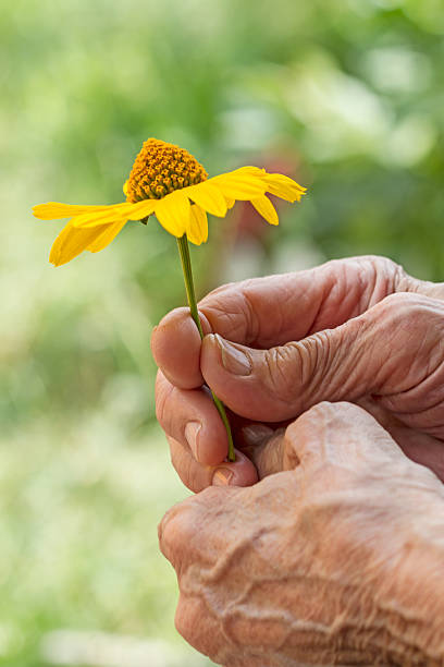 Yellow daisy in the hands of an old woman