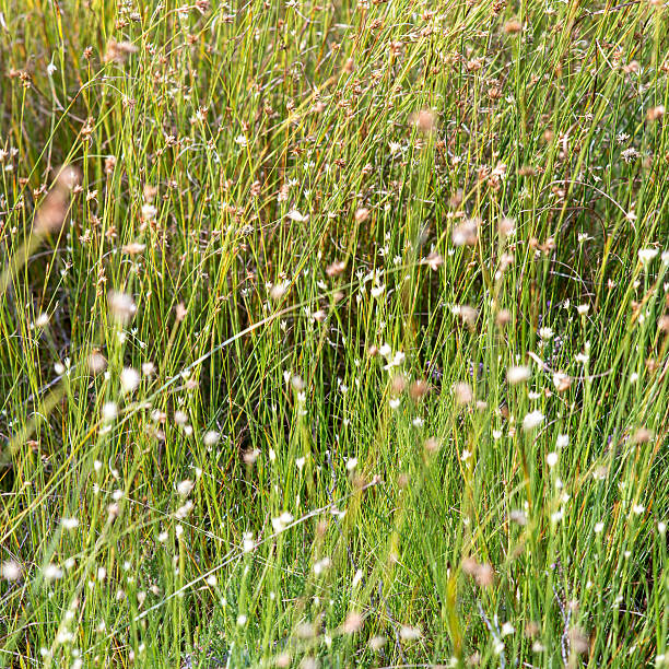 istock closeup of beautiful green grass with blur background 524819037