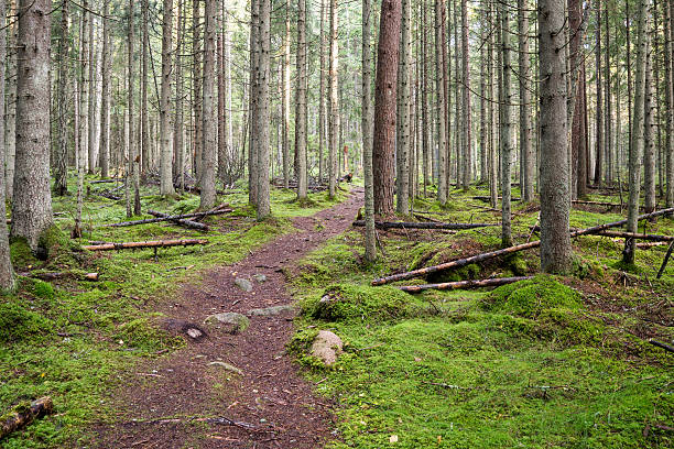 istock Old forest with moss covered trees and rays of sun 524819913