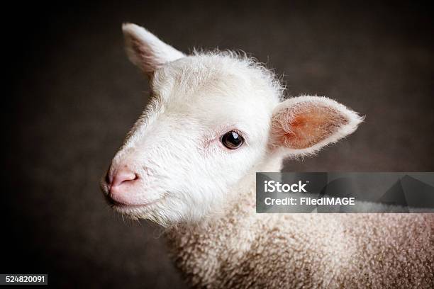 Baby Lamb Face Stock Photo - Download Image Now - Lamb - Animal, Human Face, Cute