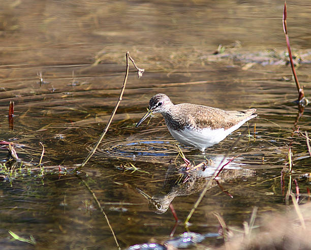 istock sandpiper bird in the swamp 524820703