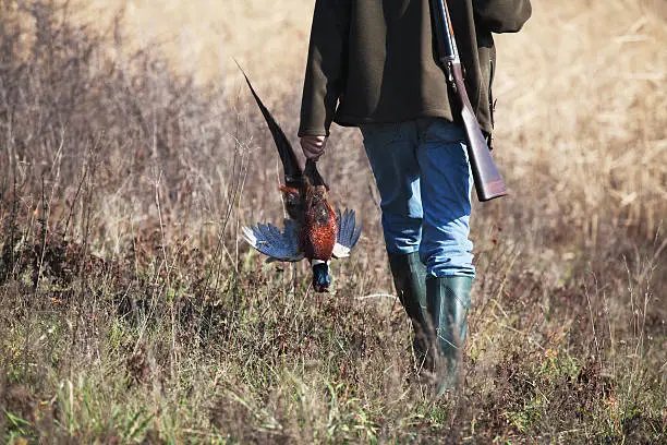 Back of going hunter with killed pheasant in hunter’s hand