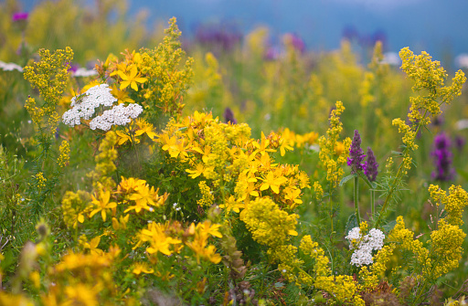 Close-up of beautiful blue flowers in Caucasus mountains at sunny day