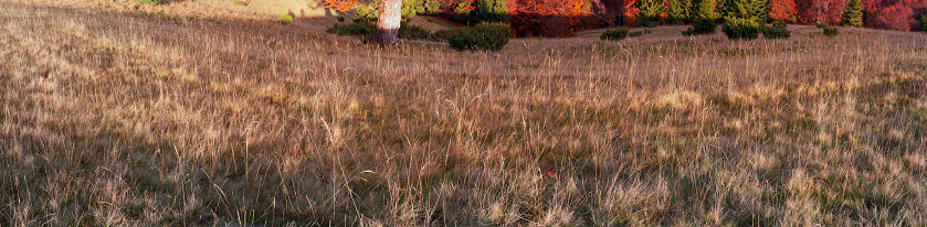 Grass and vegetation in autumn pasture - gentle transitions of tones and colors, warm ocher and golden shades, removed as a panorama for decorative background